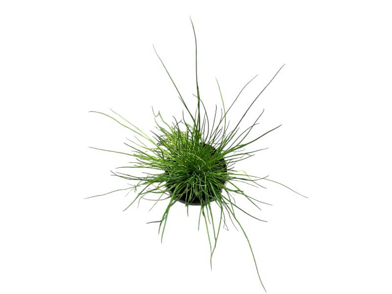 Purløg, Allium schoenoparsum i 12 cm potte.