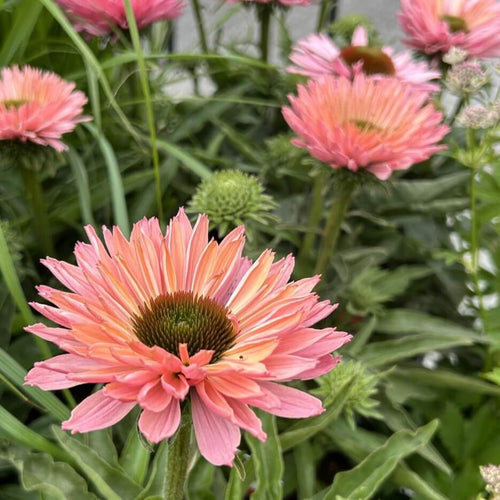 Solhat, ECHINACEA ´SunSeekers Salmon´ | Køb den hos Hobby Haven