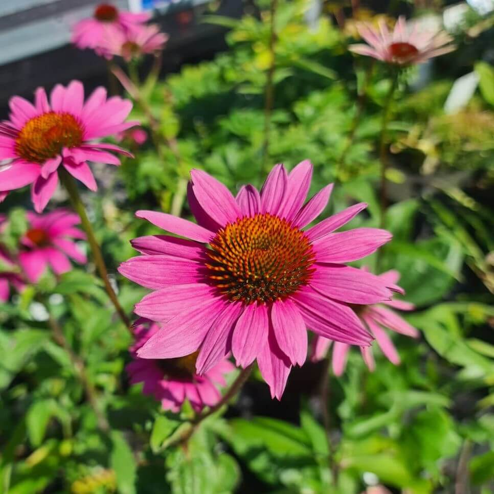 Purpursolhat, ECHINACEA pur. ´Rubinstern´ i 1l potte