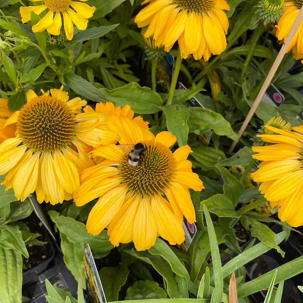 Purpursolhat, ECHINACEA pur. 'Lakota Yellow' -1l potte