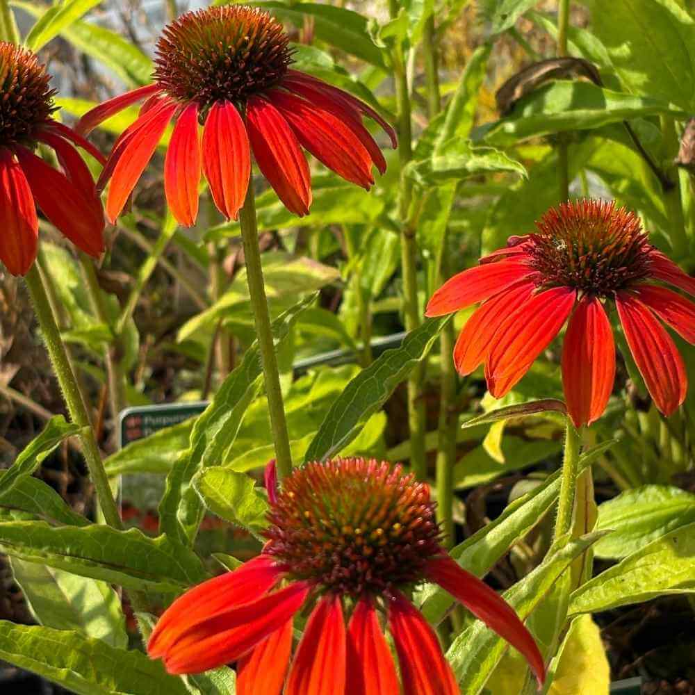 Purpursolhat, ECHINACEA pur. 'Lakota Orange'® - 1l potte