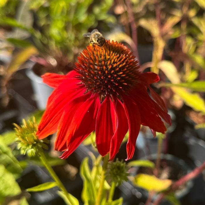 Purpursolhat 'Lakota Orange' –&nbsp;Glødende farver og lang blomstring til haven
