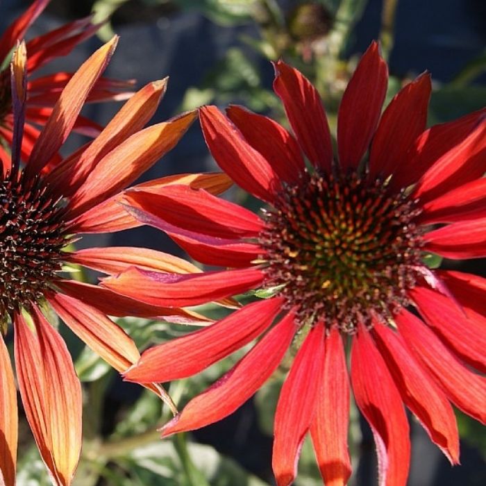 Purpursolhat, ECHINACEA pur. ´Hot Summer´