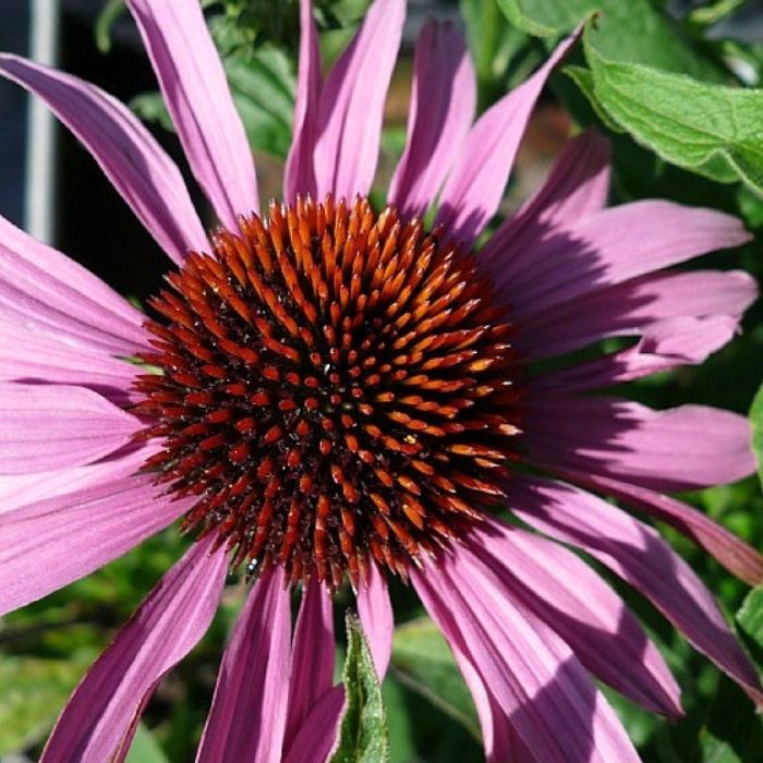 Purpursolhat, Echinacea purp. 'Magnus' - 12 cm potte