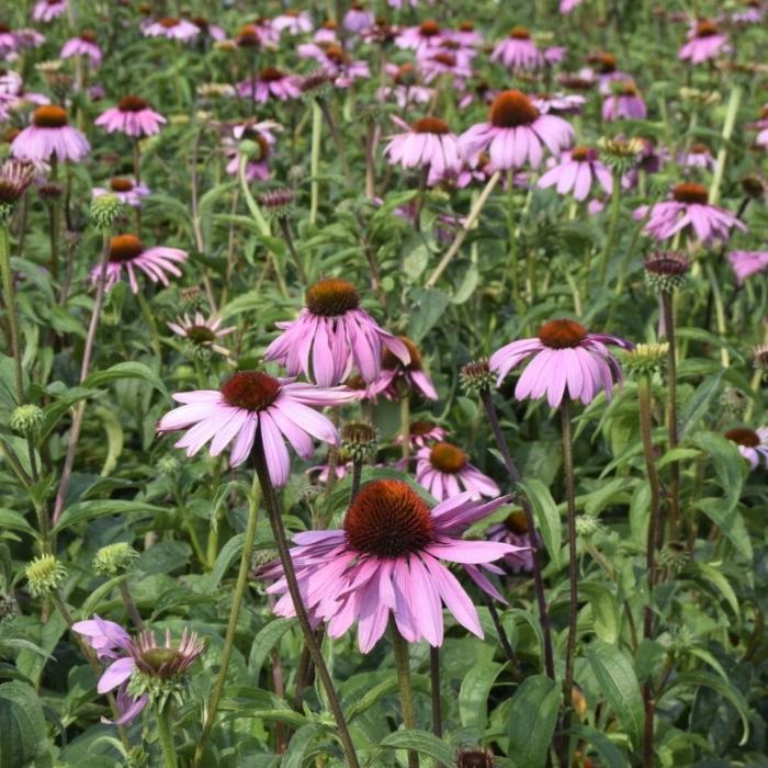 Purpursolhat, Echinacea purp. 'Magnus' - 12 cm potte