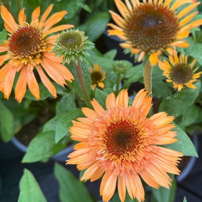 Purpursolhat, ECHINACEA 'SUPREME CANTALOUPE' - 3l potte