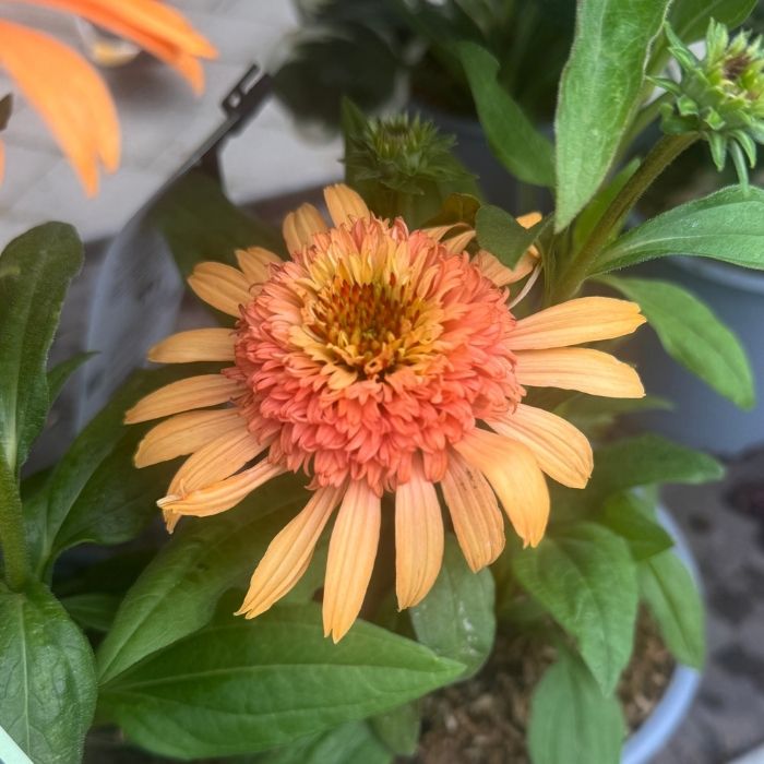 Purpursolhat, ECHINACEA 'SUPREME CANTALOUPE'