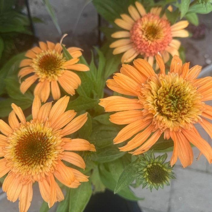 Purpursolhat, ECHINACEA 'SUPREME CANTALOUPE'