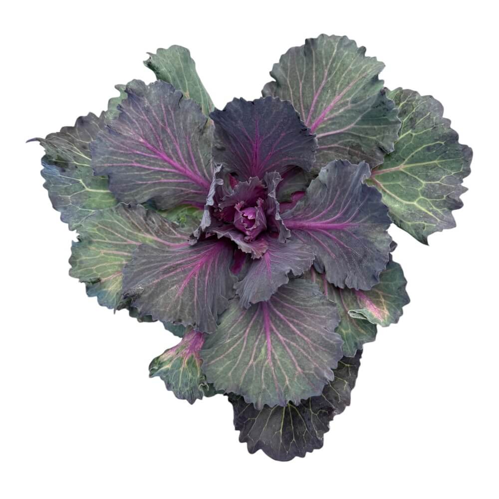 Pyntekål, Brassica Oleracea - 12 cm potte