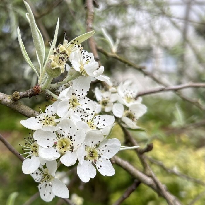 Pyrus sal. 'Pendula' Pilebladet prydpære SHC 7,5L 80