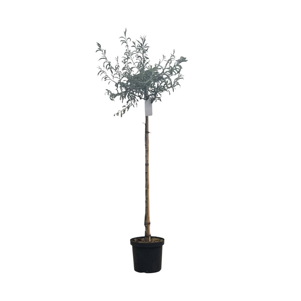 Pilebladet prydpære, Pyrus sal. 'Pendula' - 10L potte - h120cm
