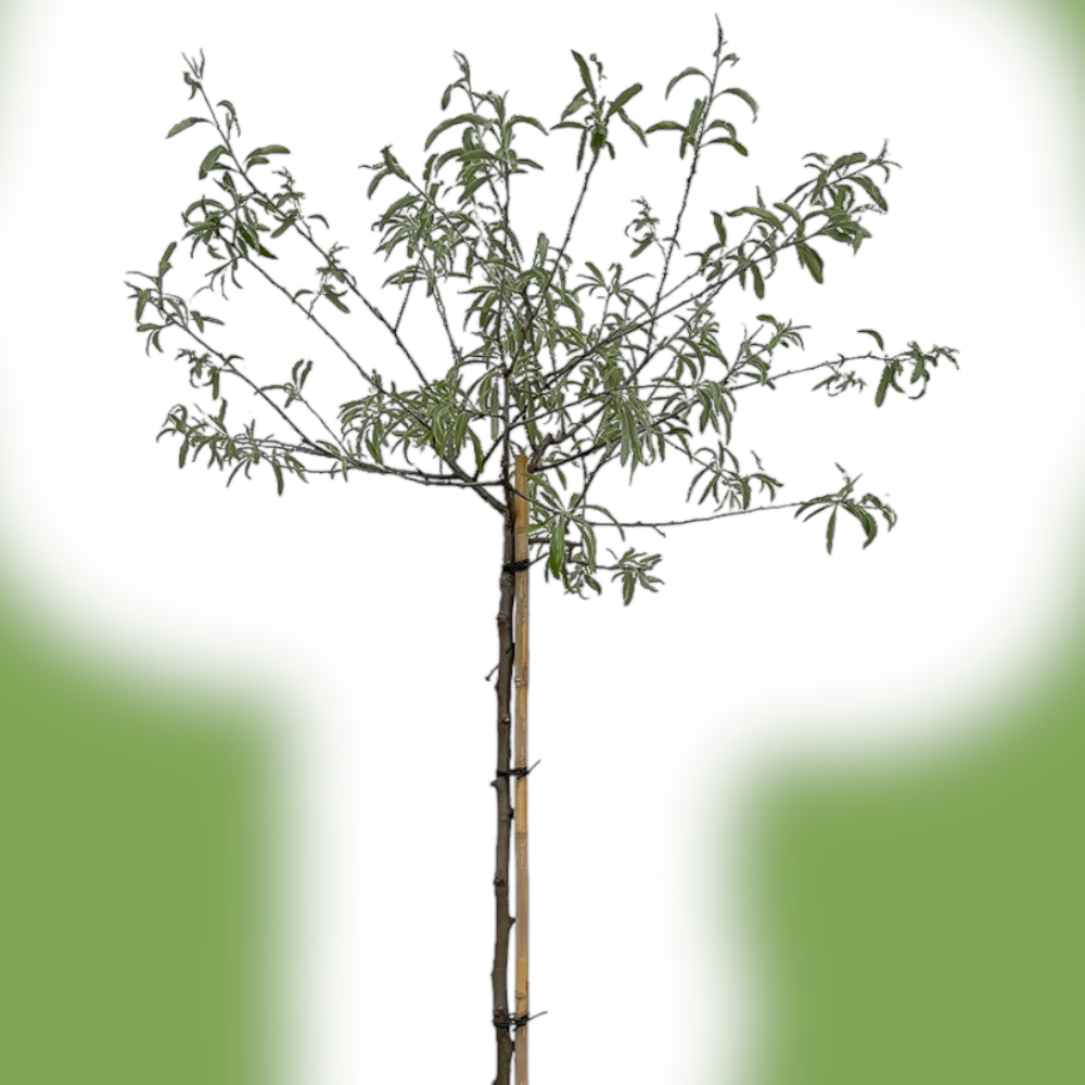 Pyrus sal. 'Pendula' Pilebladet pære SHC 12L 150