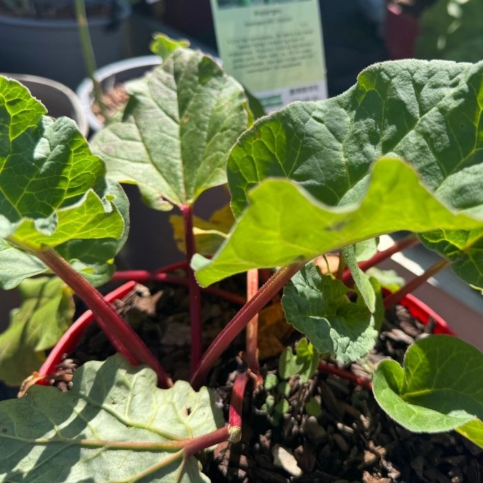 Rabarber, Rheum rhab. 'Red Champagne' - 3L potte