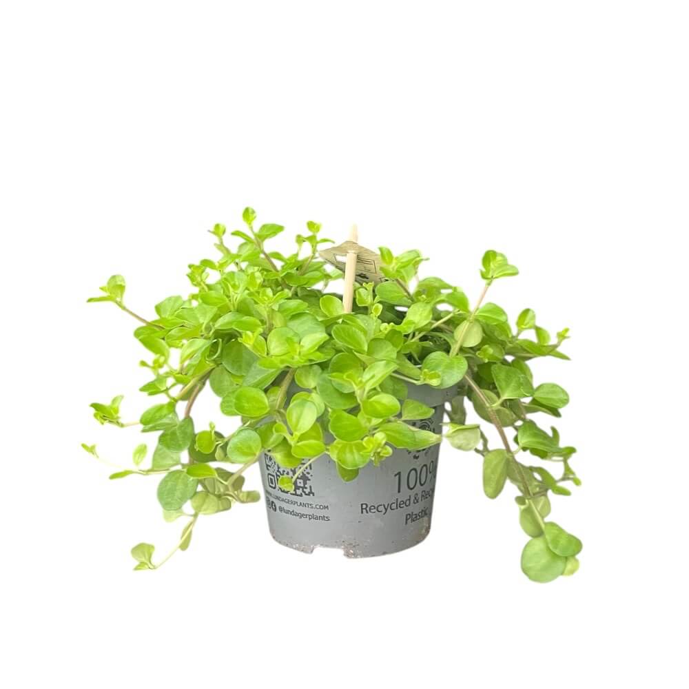 Peperomia 11 cm potte