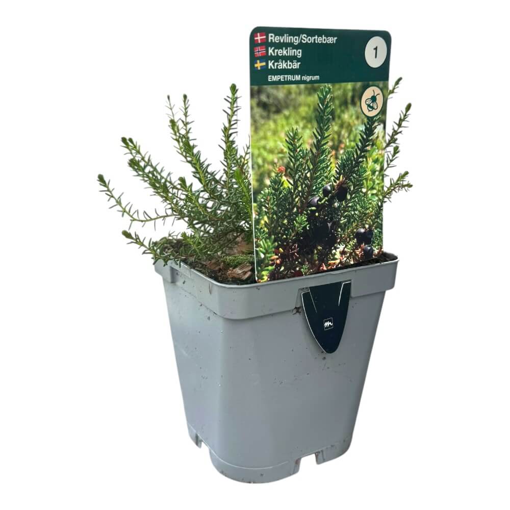 Revling, EMPETRUM nigrum - 1l potte