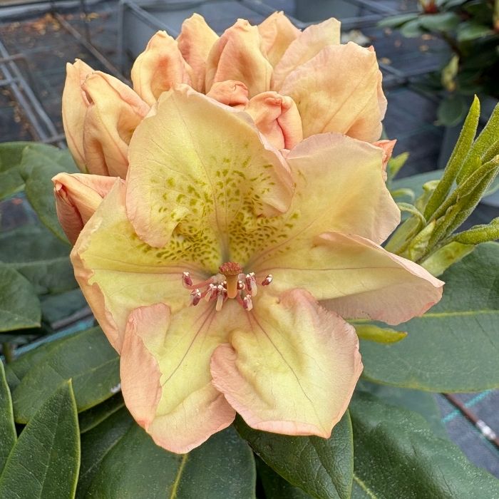 Rhododendron 'Belkanto' - 30-40 høj - 5L potte