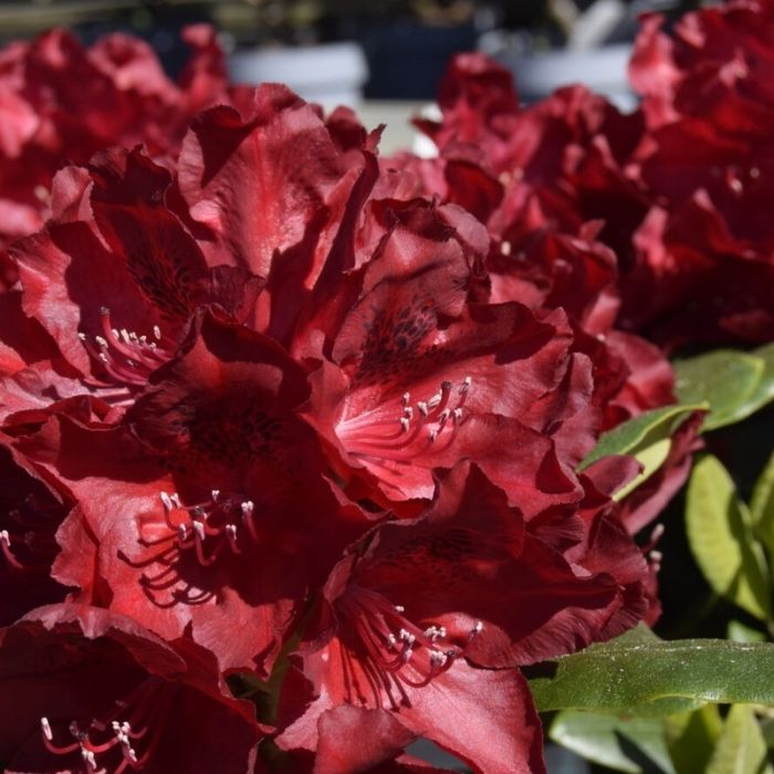 Alperose, Rhododendron 'Cherry Kiss' - h30-40cm - 5l potte
