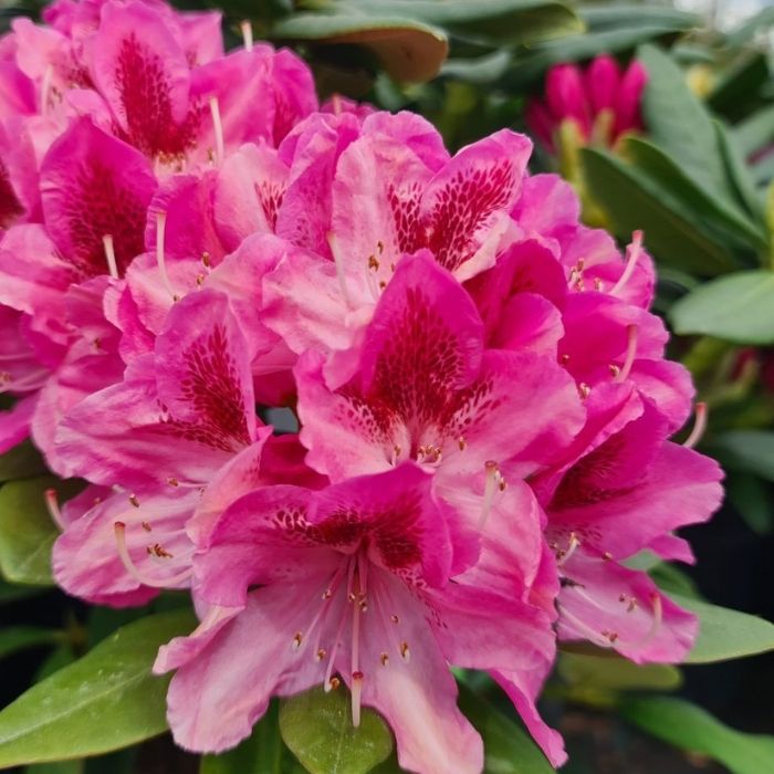 Alperose, Rhododendron 'Cosmopolitan' - h30-40 cm - 5l potte