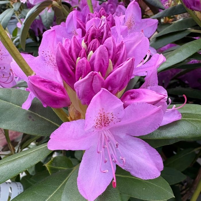 Rhododendron 'Roseum Elegans'