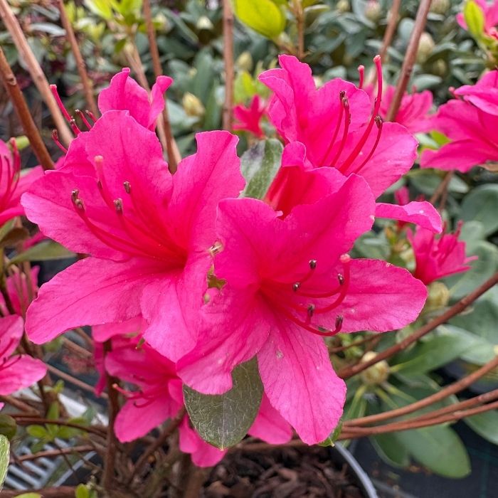 Japansk Azalea, Rhododendron Jap. 'Kermesina' 