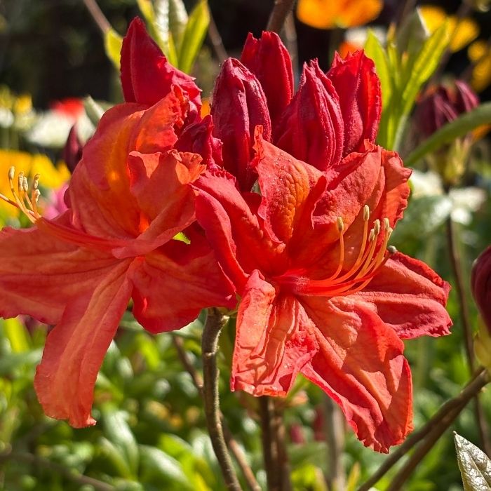 Løvfældende Azalea, Rhododendron lut.'Feuerwerk'