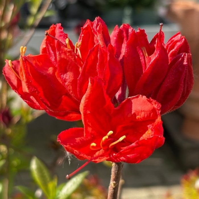 Løvfældende Azalea, Rhododendron lut.'Feuerwerk'