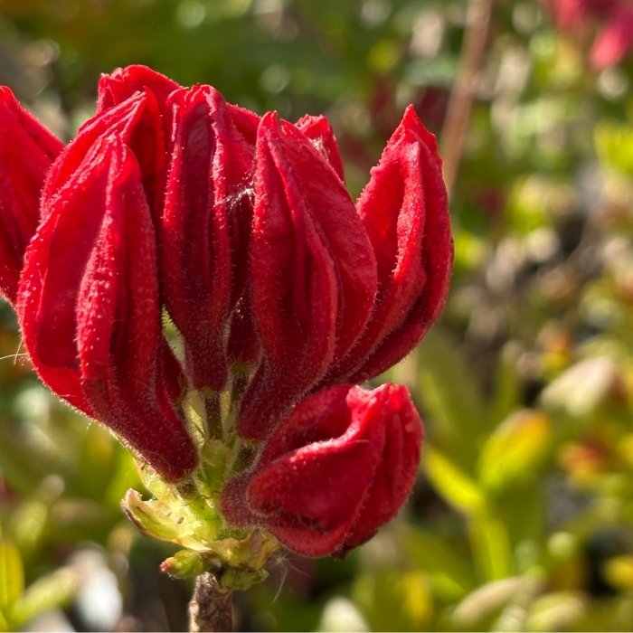 Løvfældende Azalea, Rhododendron lut.'Feuerwerk'