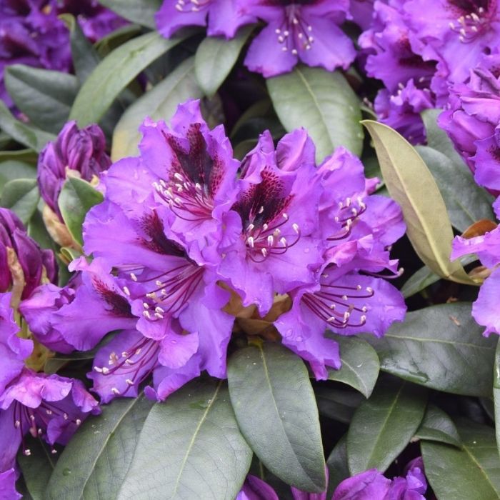 Alperose, Rhododendron 'Orakel' - h30-40 cm - 5l potte