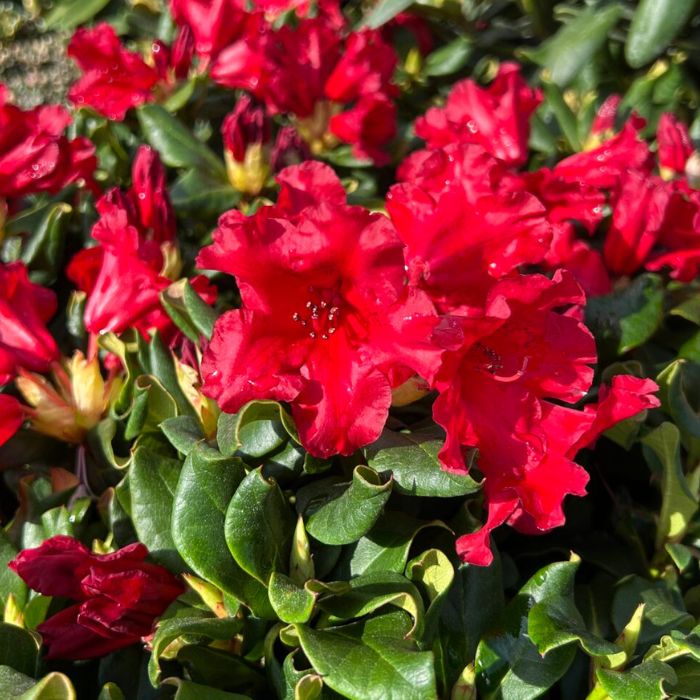 Dværg Rhododendron, Rhododendron repens 'Baden Baden' - 2,3l potte