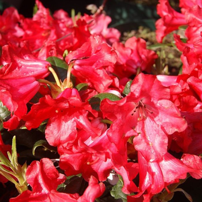Alperose, Rhododendron repens 'Scarlet Wonder' - 2,3l potte