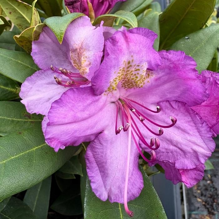 Rhododendron Yak. 'Bohlkens Lupinenberg'