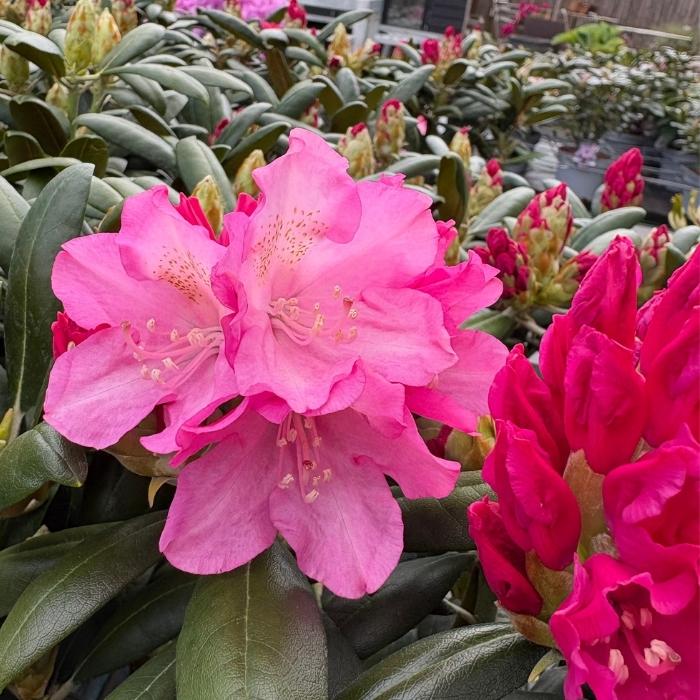 Rhododendron Yak. 'Kalinka'
