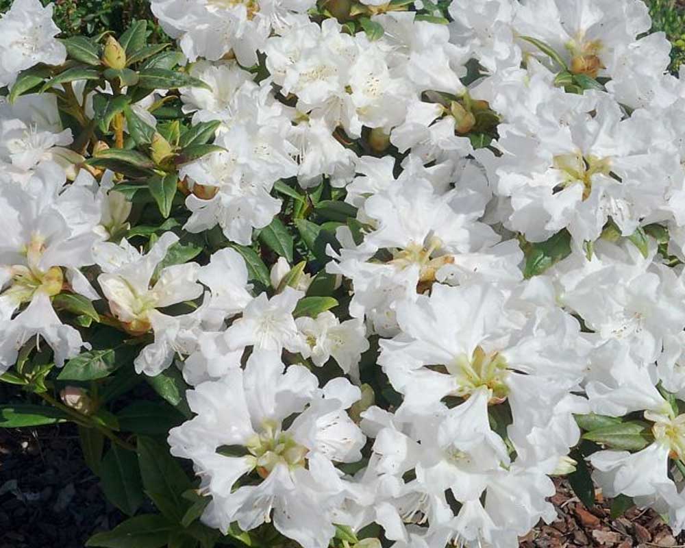 Dværg rhododendron model Dora Amateis, størrelse 20-25 cm.