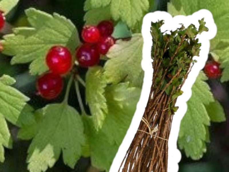 Ribes Alp 'Schmidt' 50-80 cm, 10 stk bundt.