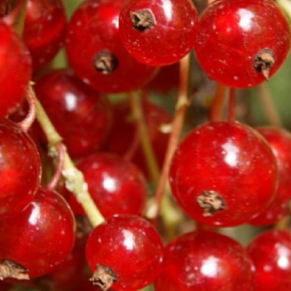 Ribes Rub. 'Jonkheer van Tets' i 5 L potte.