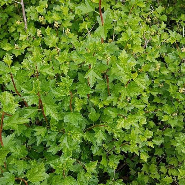 Fjeldribs, Ribes Alpinum 