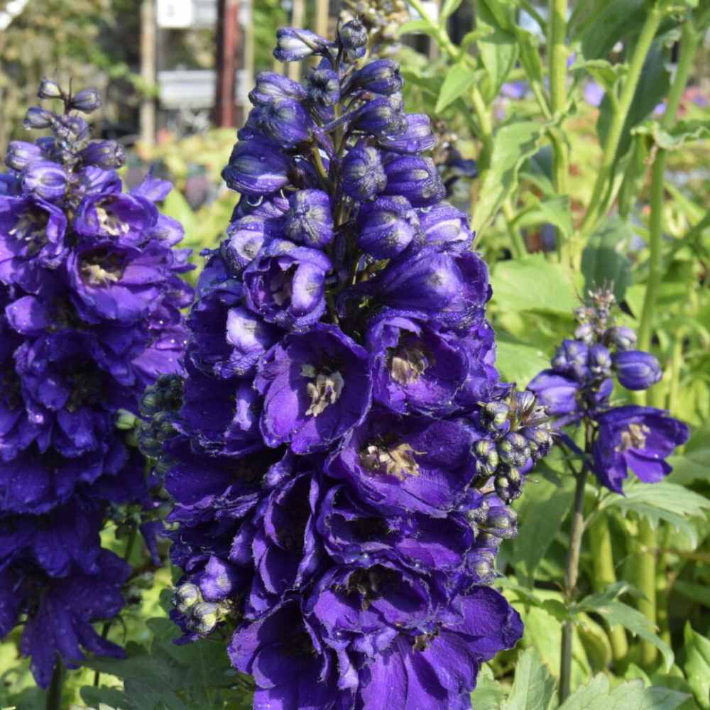 Ridderspore med mørkblå blomster