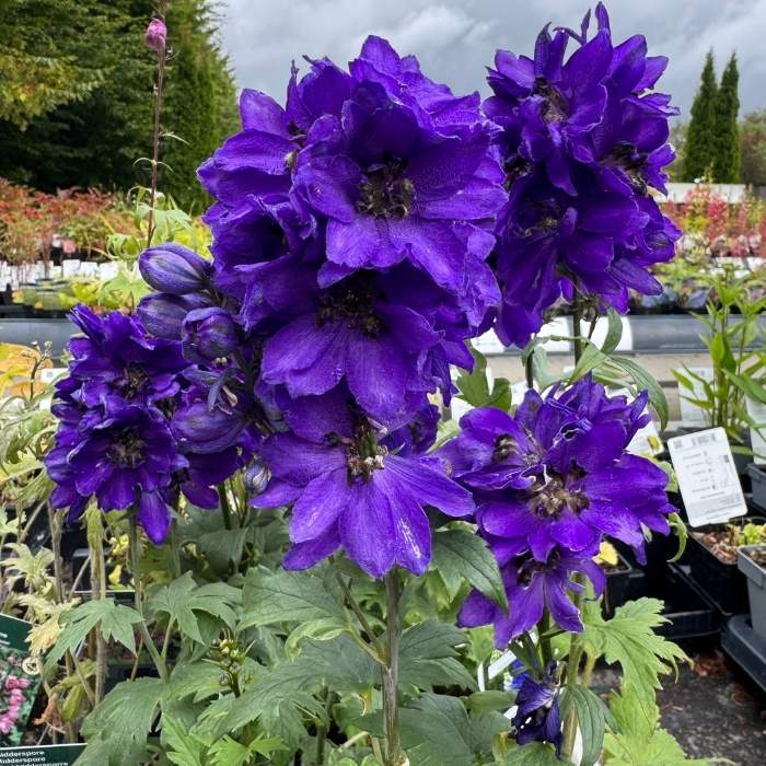 Ridderspore, Delphinium 'Dark Blue Black Bee'