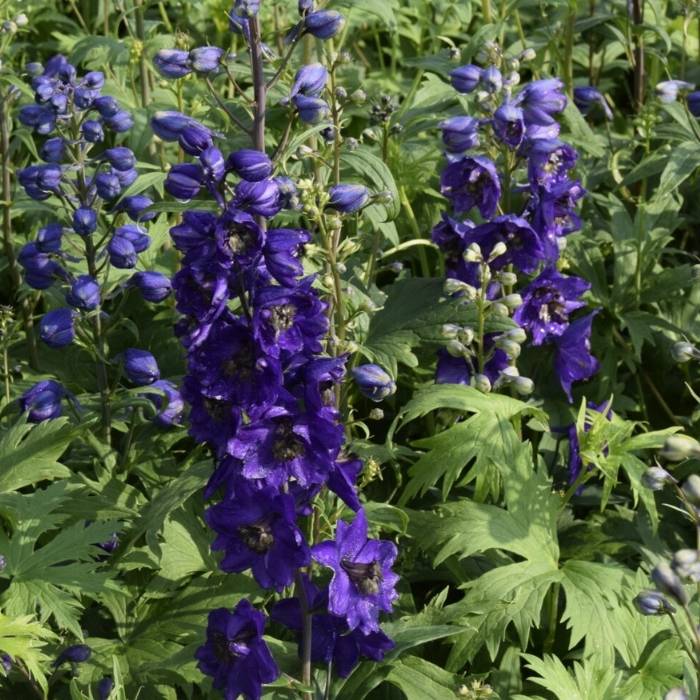 Ridderspore, Delphinium Pacific Black Night 