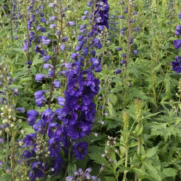 Ridderspore, Delphinium Pacific Black Night 