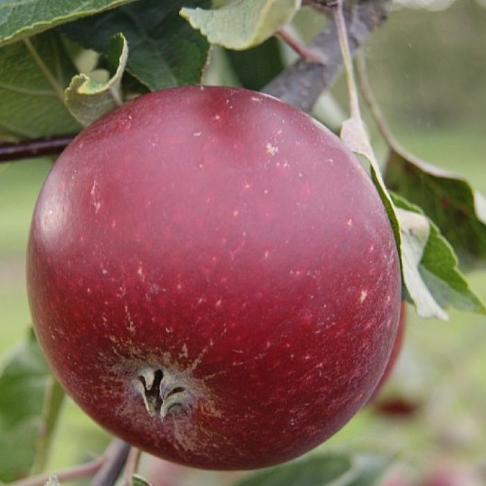 Æbletræ, Malus domestica 'Rød Ingrid Marie' – Forbedret variant af dansk klassiker med ekstra farve og karakter