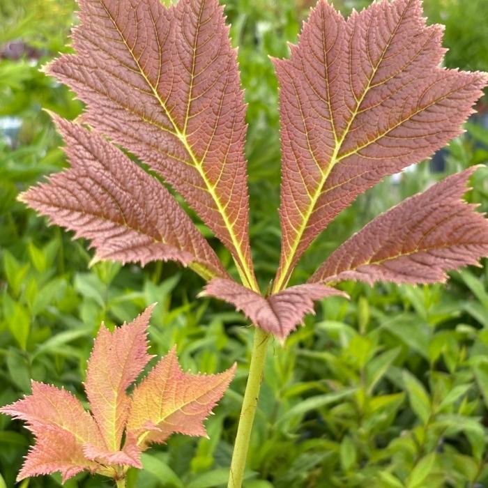 Bronzeblad, RODGERSIA podophylla 