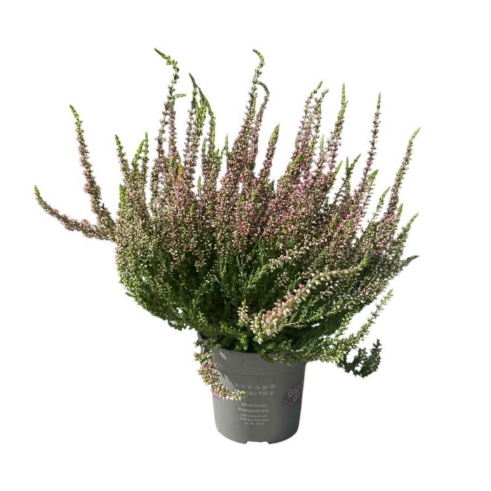 Efterårslyng, Calluna v. 'Beauty Ladies' - rød