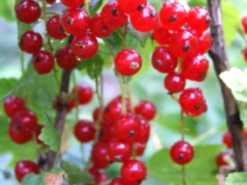 Ribs, Ribes rubrum 'Rød Hollandsk' - 5 L Potte