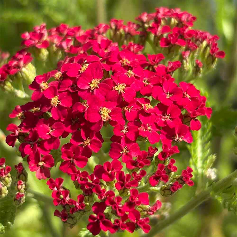 Røllike, ACHILLEA mil. Paprika, 1 L potte, staude.