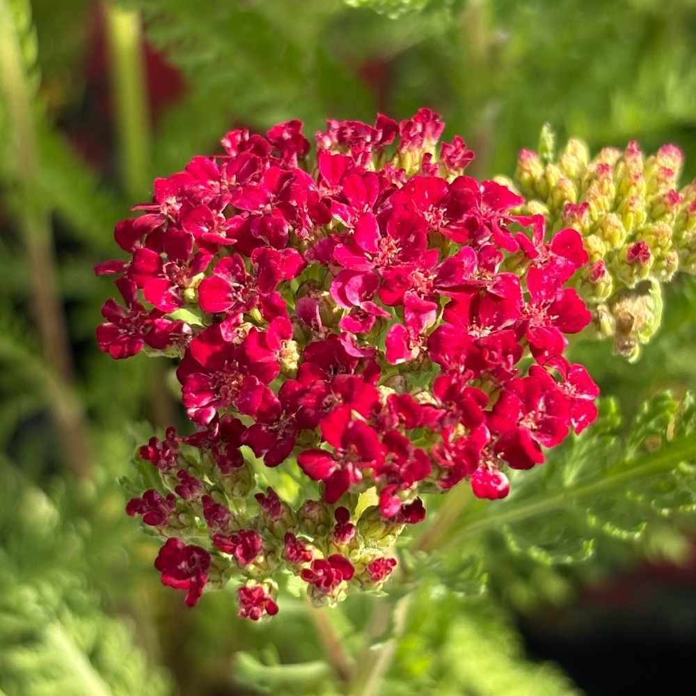Røllike, Achillea Mil. 'Pomegranate', 1 L, staude.