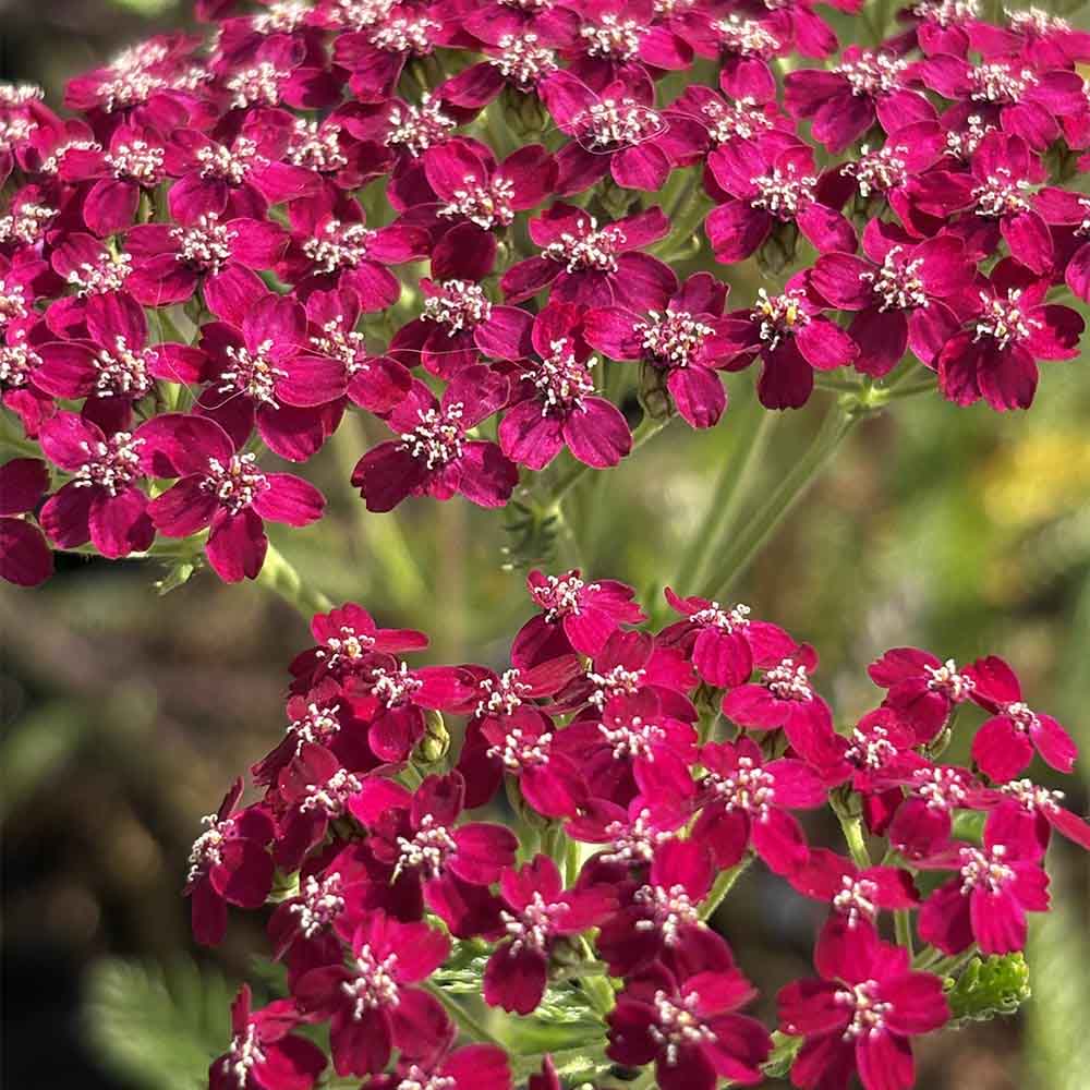 Røllike staude, ACHILLEA mil., 1 L potte.