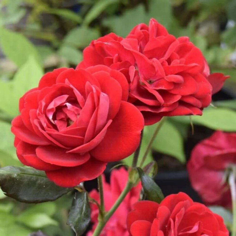 Buketrose Rosa 'Christian IV®'