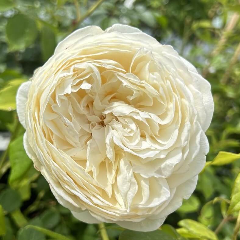 Engelsk rose Rose 'Claire Austin®', størrelse ukendt.