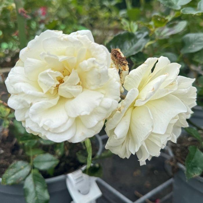 Rose Rosa 'La Paloma-85' – buketrose med elegante hvide blomster